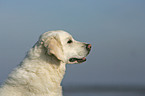 Golden Retriever Portrait