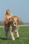 rennender Golden Retriever