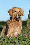 Golden Retriever Rde