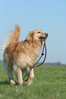 rennender Golden Retriever