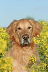 Golden Retriever Portrait