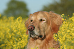 Golden Retriever Portrait