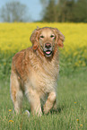 rennender Golden Retriever