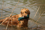 Golden Retriever apportiert Dummy