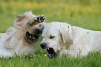 Golden Retriever auf Wiese