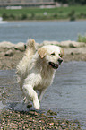 rennender Golden Retriever