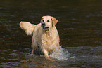 badender Golden Retriever