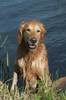 Golden Retriever Rde