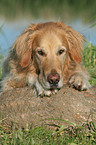 liegender Golden Retriever Rde