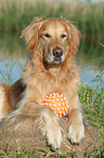 liegender Golden Retriever Rde