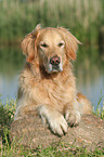 liegender Golden Retriever Rde