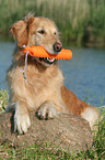 liegender Golden Retriever Rde