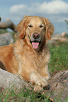 Golden Retriever Rde