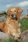 Golden Retriever Rde