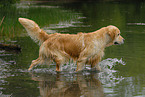 badender Golden Retriever