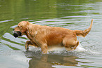 badender Golden Retriever