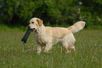 rennender Golden Retriever