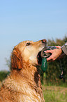 Golden Retriever Portrait