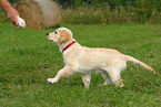 Golden Retriever Welpe