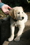 liegender Golden Retriever Welpe