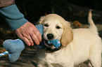 spielender Golden Retriever Welpe