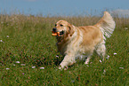 spielender Golden Retriever