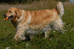 spielender Golden Retriever