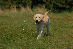 rennender Golden Retriever