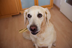 Golden Retriever Portrait