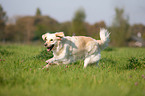 rennender Golden Retriever