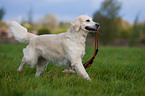 spielender Golden Retriever