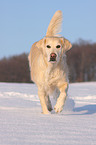 laufender Golden Retriever