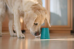 spielender Golden Retriever