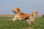 rennender Golden Retriever