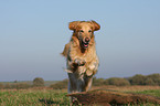 springender Golden Retriever