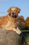 liegender Golden Retriever