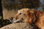 liegender Golden Retriever