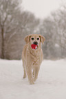 rennender Golden Retriever