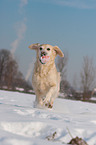 spielender Golden Retriever