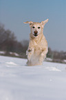 rennender Golden Retriever