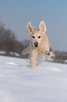 rennender Golden Retriever