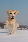 rennender Golden Retriever