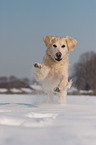 rennender Golden Retriever