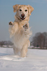 rennender Golden Retriever