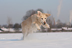 rennender Golden Retriever