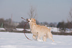 spielender Golden Retriever