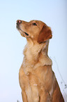 Golden Retriever Portrait