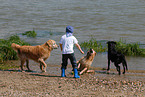 Kind und Golden Retriever