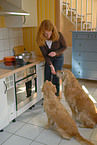 Frau fttert Golden Retriever