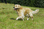 laufender Golden Retriever